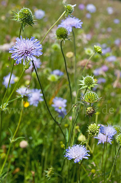 AckerWitwenblume (Knautia arvensis) aus Pflanzen (20558) fokusnatur.de